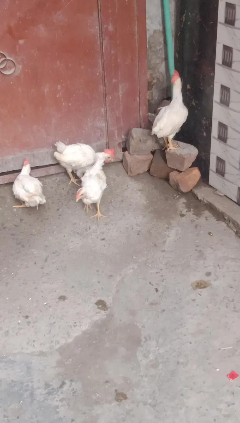 4 male walati hens for sale full active and healthy (0319-0479144) — photo 7
