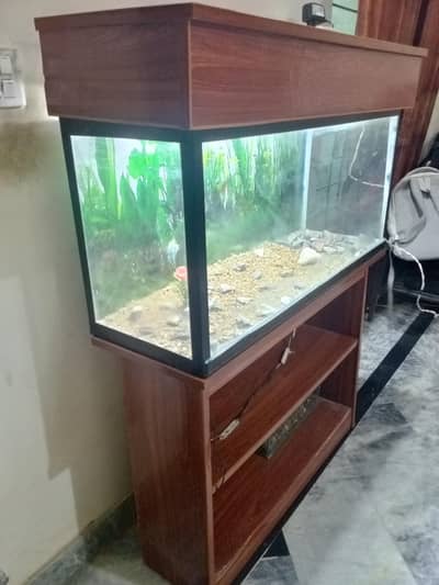 Fish Aquarium