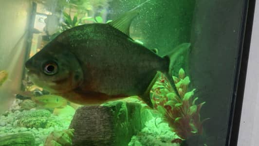 Fish Aquarium