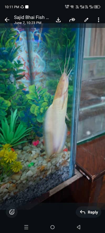 Fish Aquarium