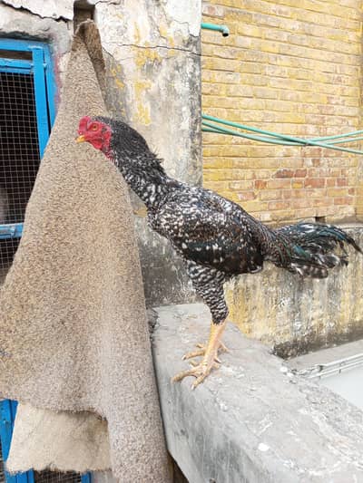 ASEEL Thai cross rooster COCO  colour