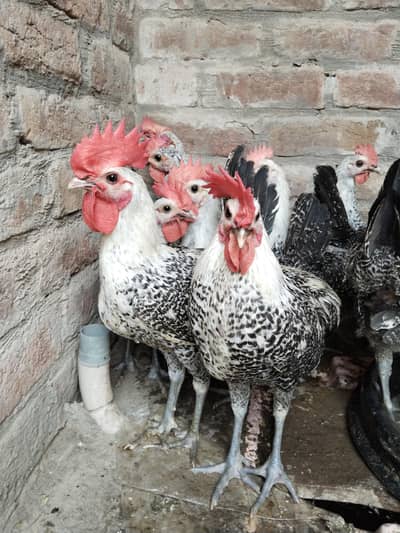 pure misri faumi male for hens