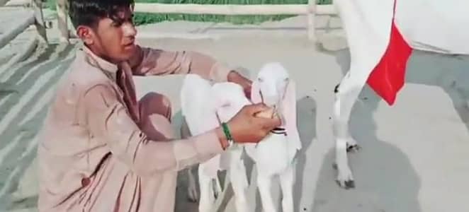 rajanpuri bakri do bacchon wale for sale WhatsApp number 0328,8110,750
