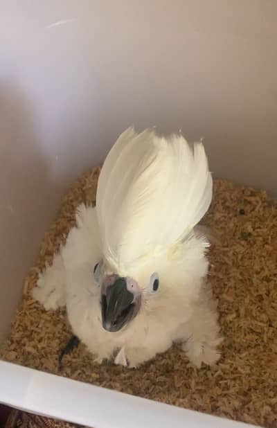 Umbrella cockatoo chick