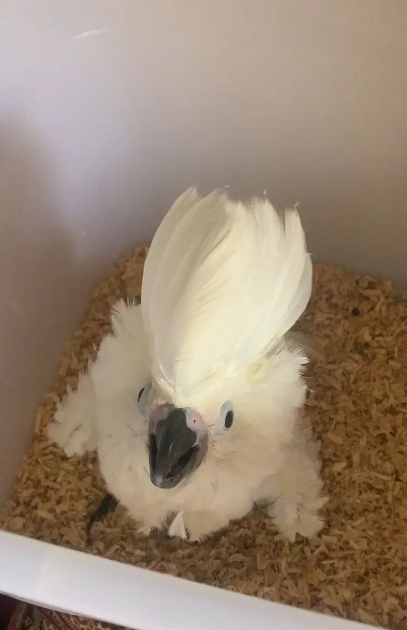 Umbrella cockatoo chick