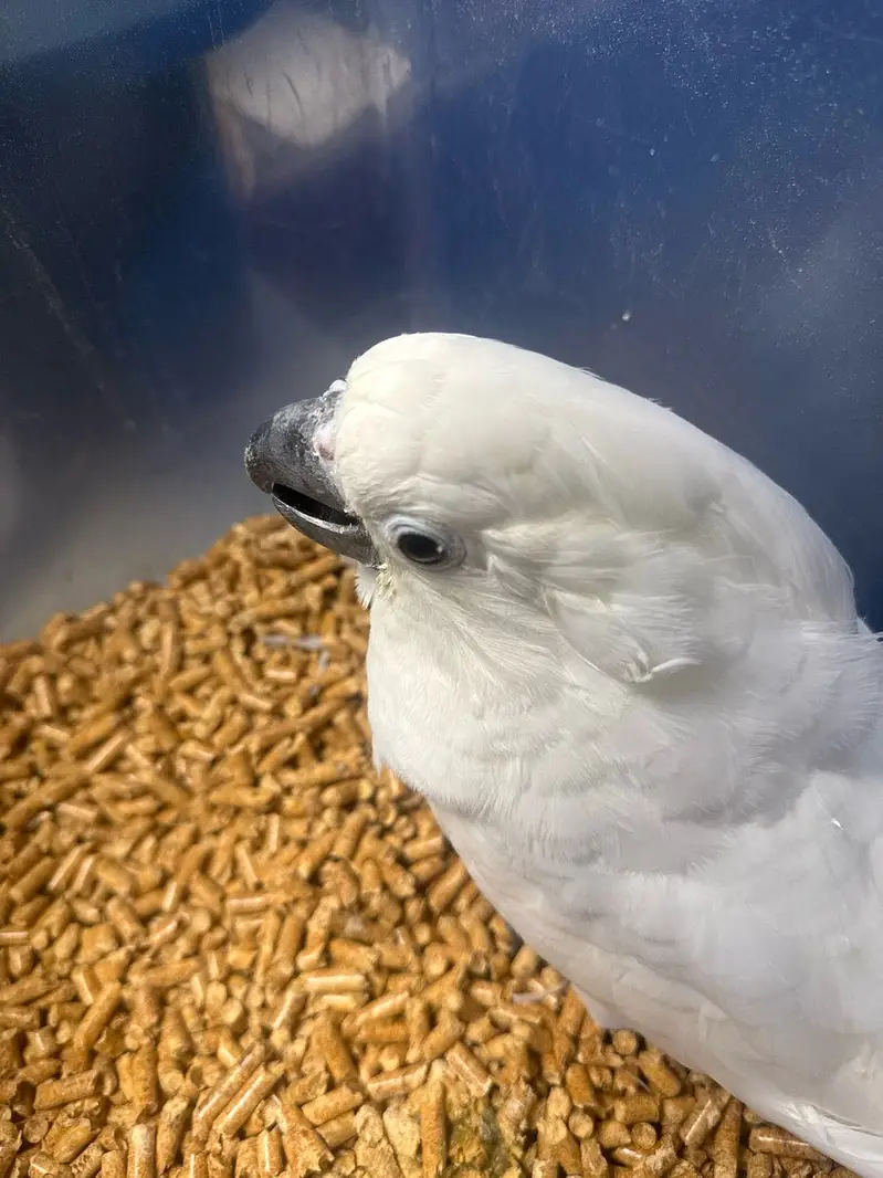 Umbrella cockatoo chick — photo 2