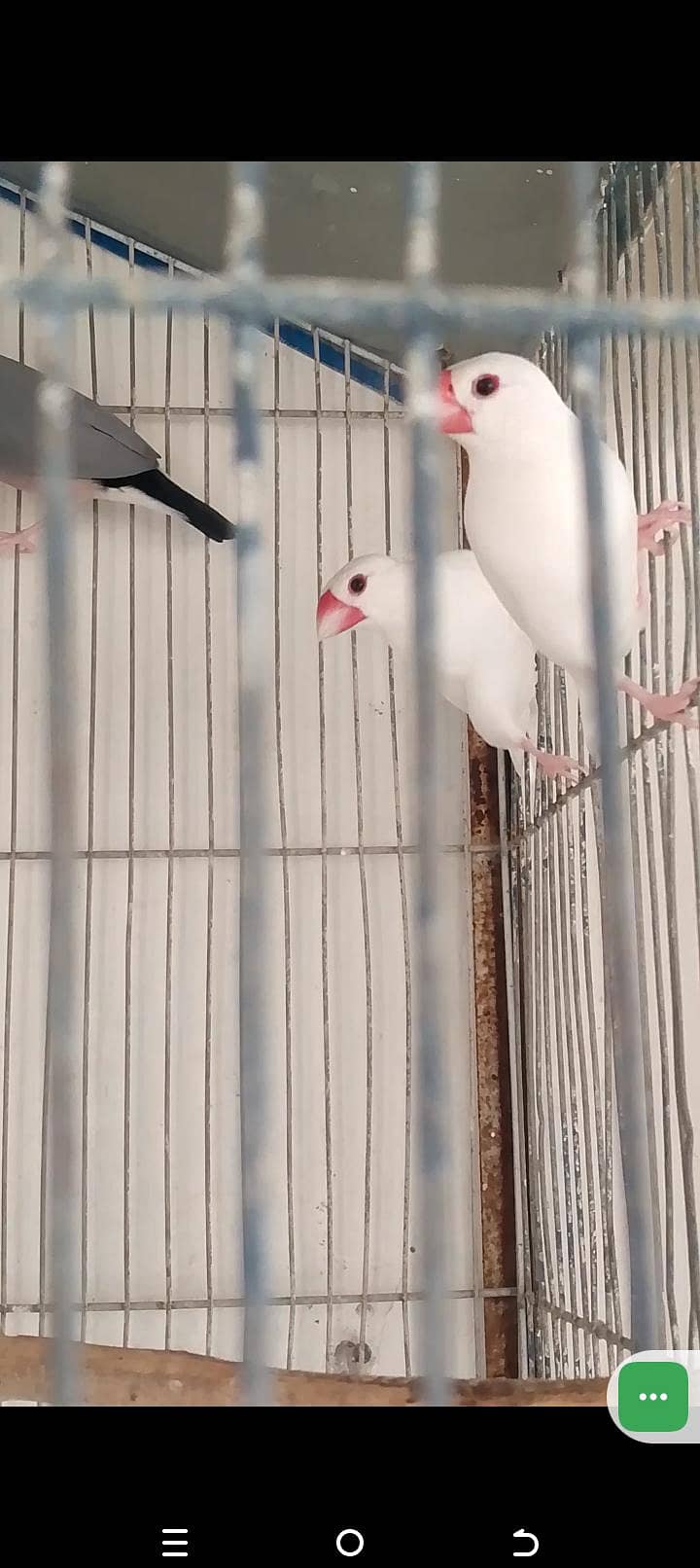 java birds 0