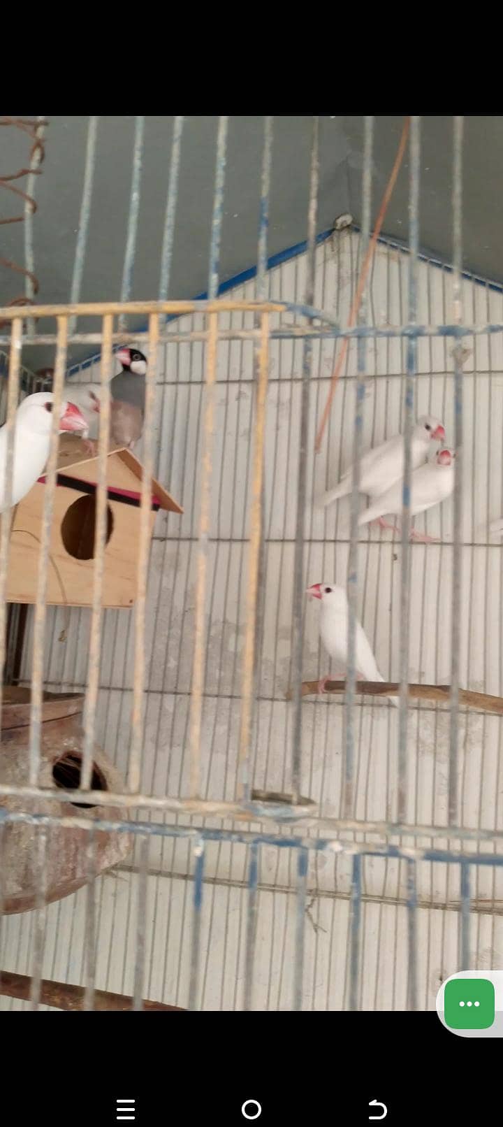 java birds 1