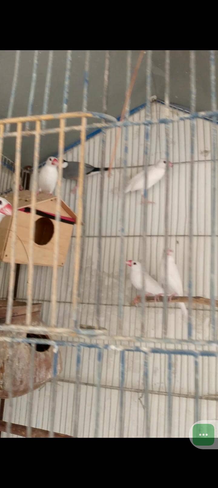 java birds 2