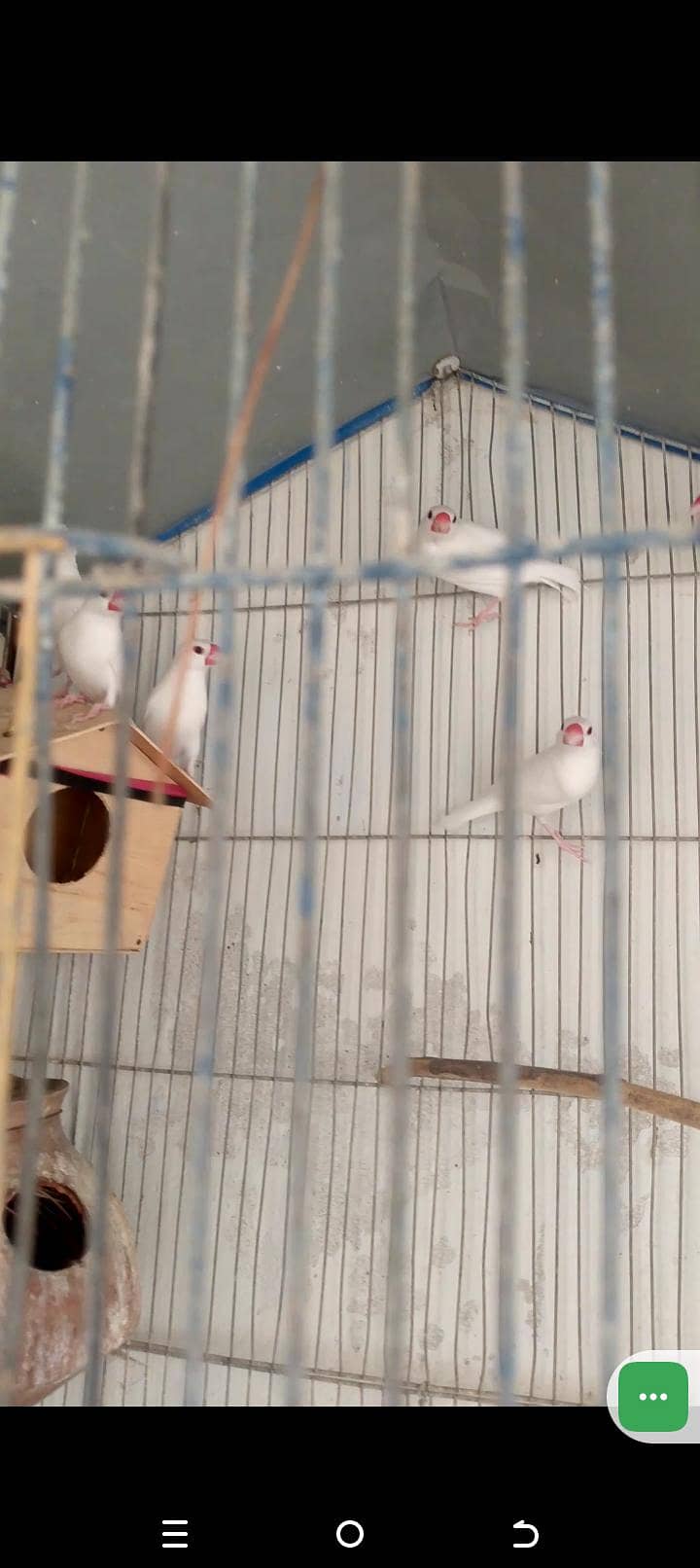 java birds 3