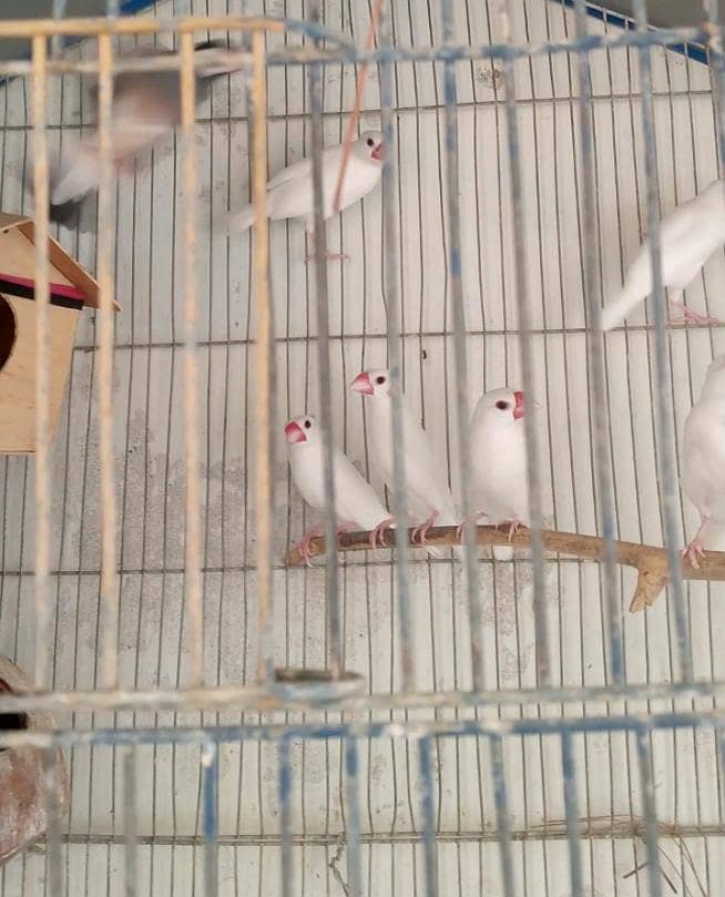java birds 4