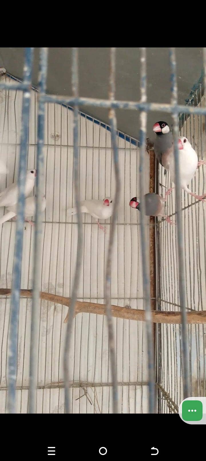 java birds 5
