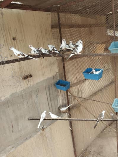 diamond pied dove