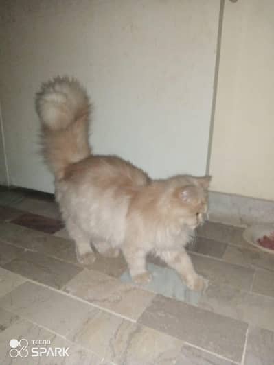 Persian cat