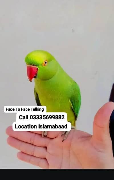 Face To Face Talking Hand Tamed Friendly Green Ring Neck Female Parrot
