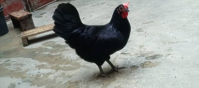Black Asterlop