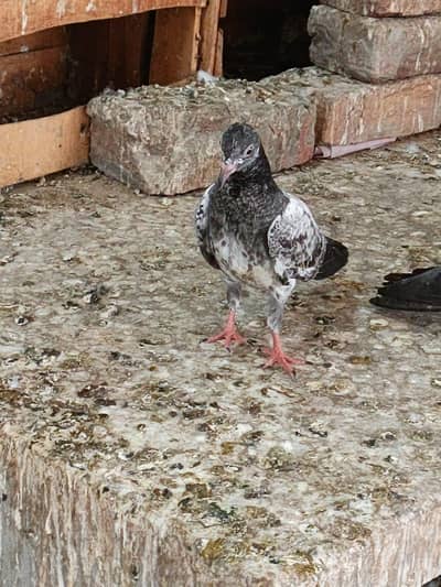 Baby pigeon for sale
