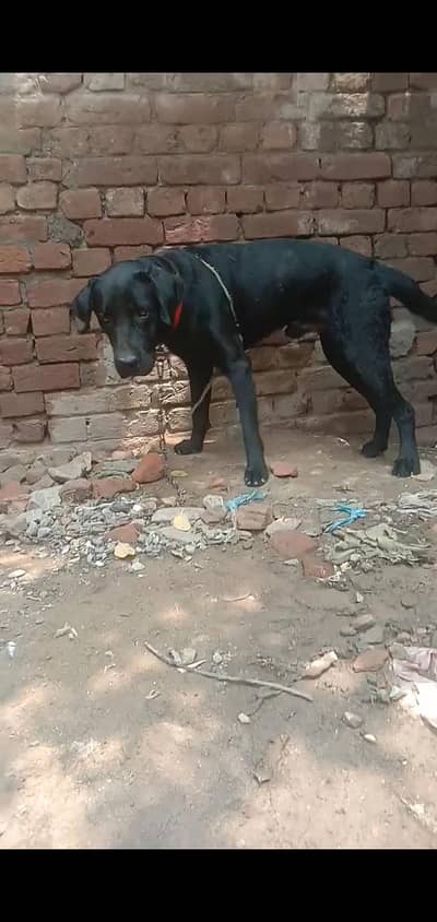 labradog
