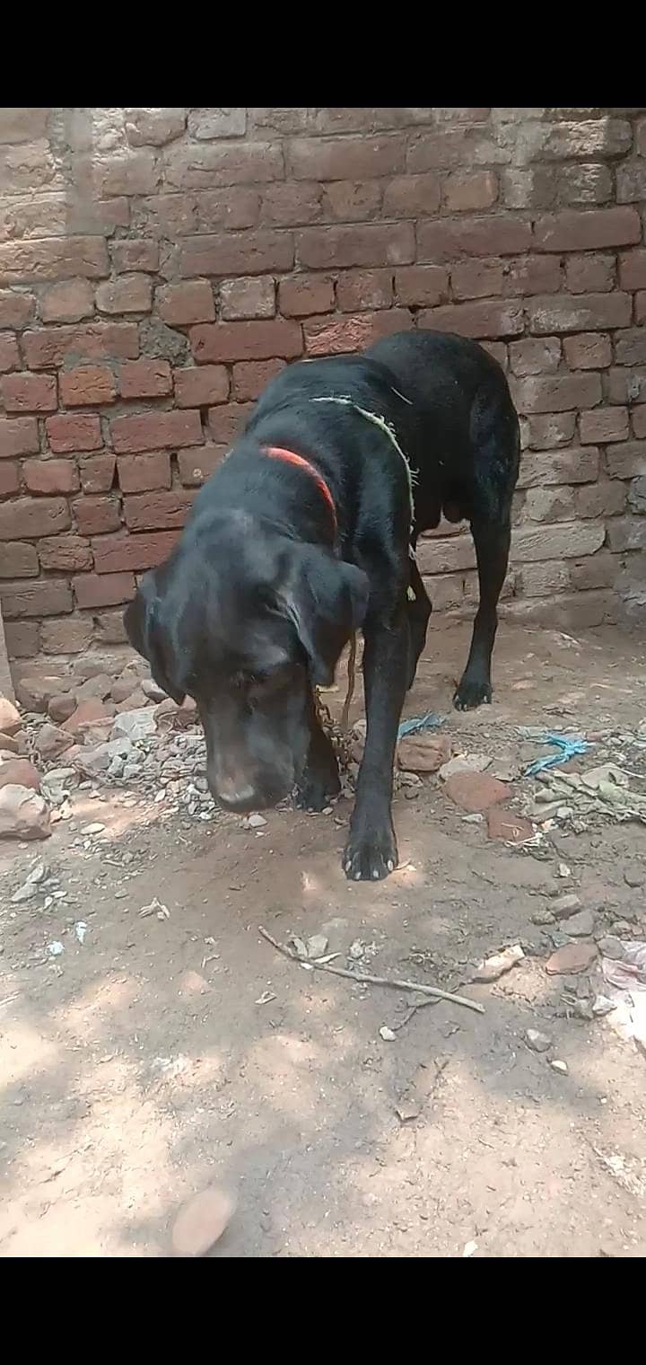 labradog 1