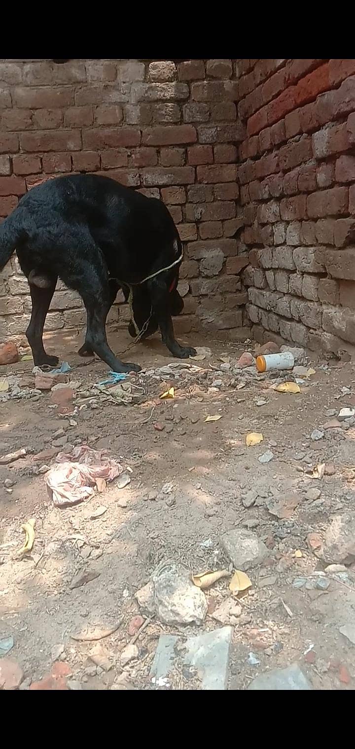 labradog 2