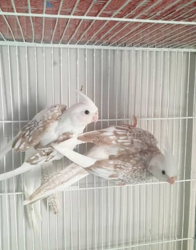 Cocktails Looking For New Home