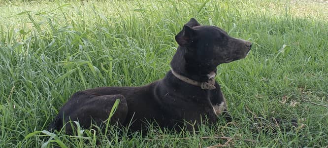 my dog is very beautiful
