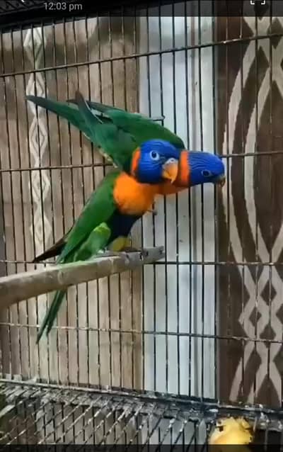 lories pair for sale