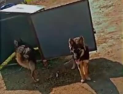 German shepherd puppies best pair home breed