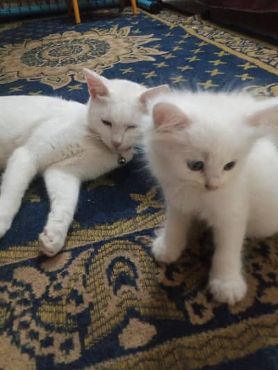 persian family one pair kittn with mother cat urgnt sale