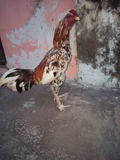 aseel for sell