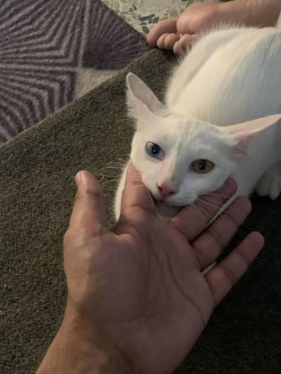 Domastic short cat