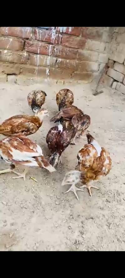 mashallah high quality chick's for sale
