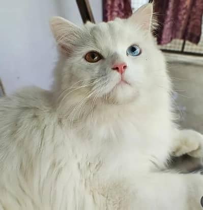 Persian Cat double coated Odd eyes