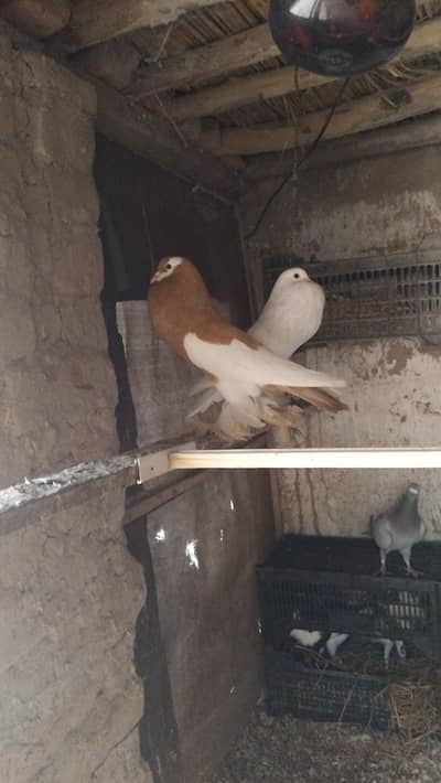 yellow megpai male . white pom femle