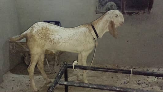 *Makhi  cheena  Goat for sale*