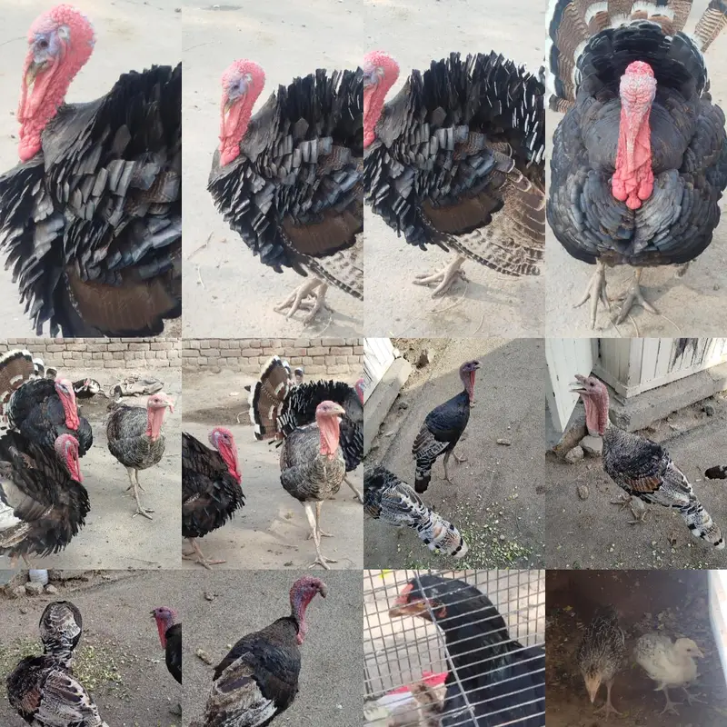 breader pairs available