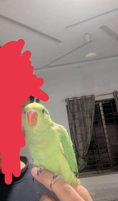 Hand Tame & Fly Tame Parrots Available | Ringneck, Kashmiri Pahari
