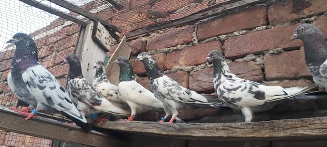 Goldan dubwala jaldar sialkoti pigeons for sale.