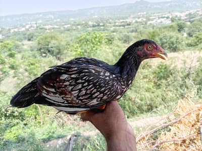 Aseel Murgha/Murghi chicks