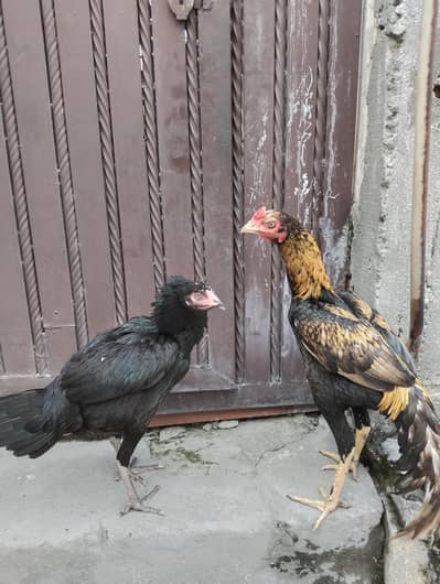 aseel pair for sale