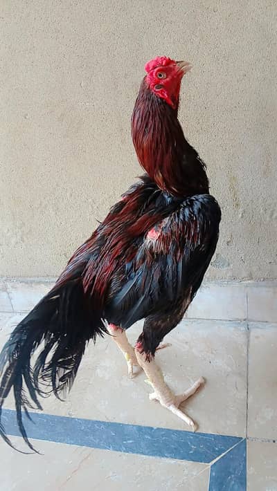 Aseel Murgy for urgent sale (only serious buyers contacts ]