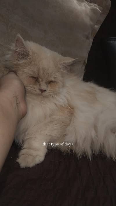 female adult cat perfect for mating