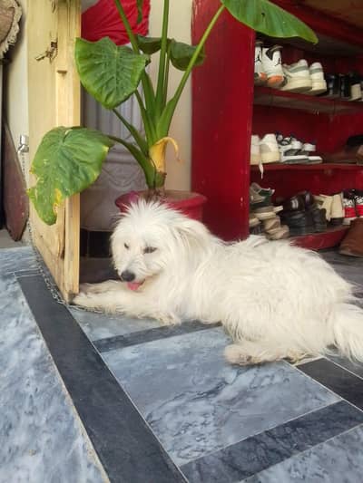 puppy