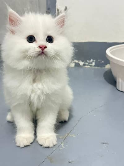Persian cat for sale 2 month age available