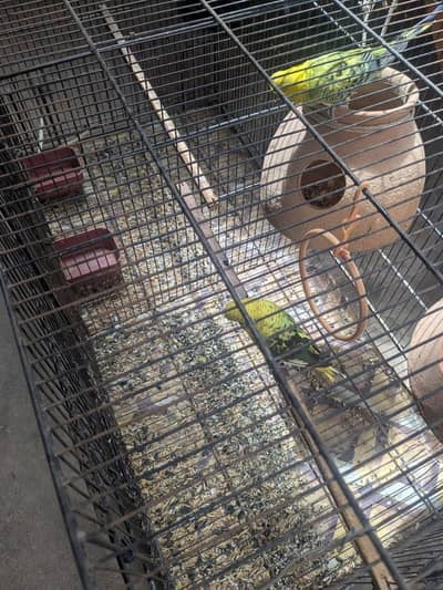 black wing bonded pair