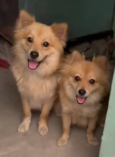 Pomeranian Spitz Pair for sale