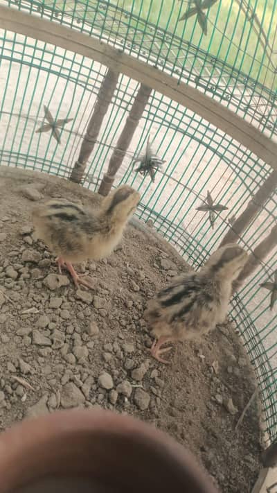Sindhi tatar chicks for sale