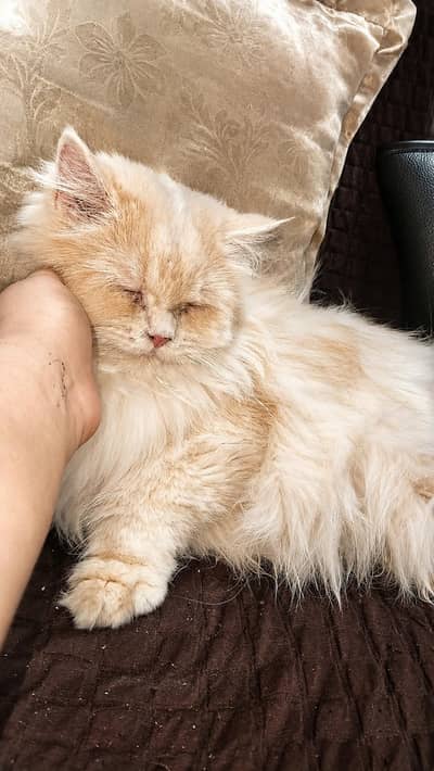 female adult cat perfect for mating