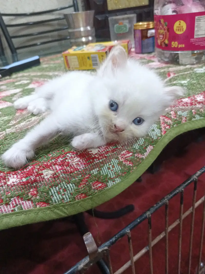 Persian kittens brown and white