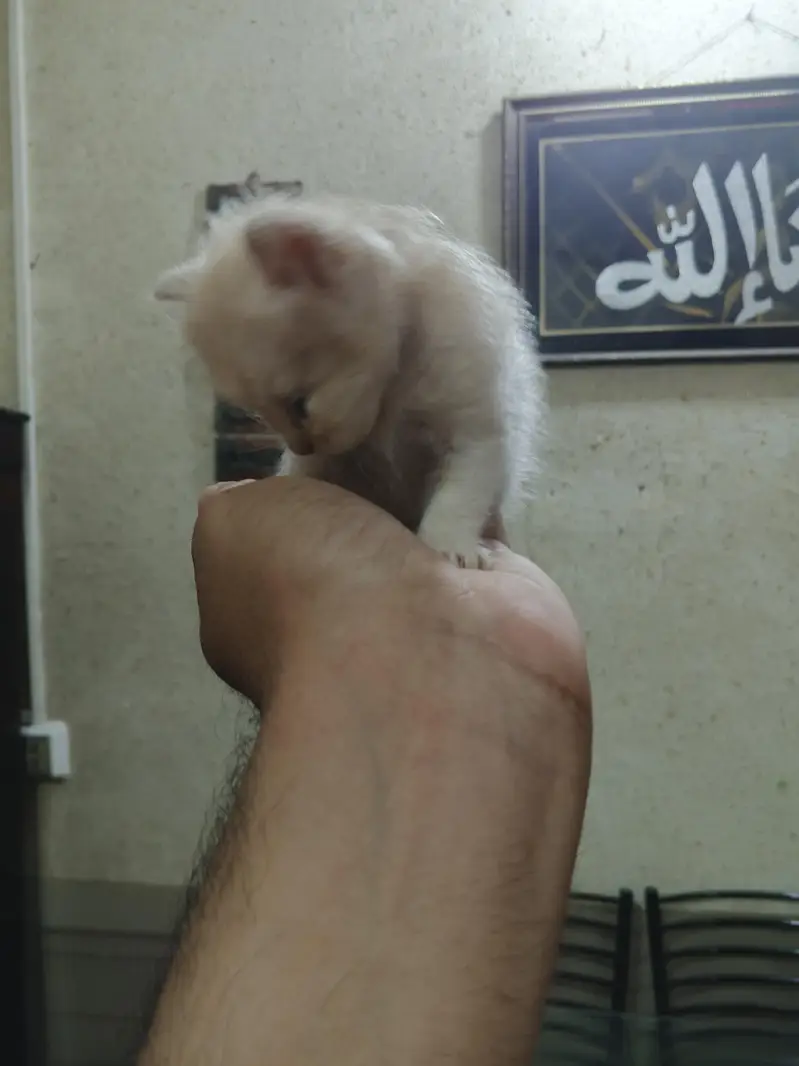 Persian kittens brown and white — photo 2